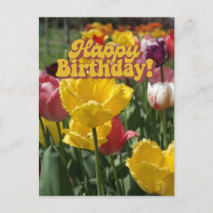 Alles Gute zum Geburtstag Gelbe und Rosa Tulpen Fl Postkarte