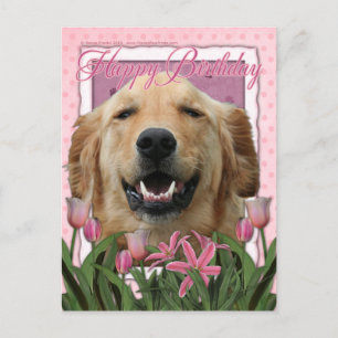 Alles Gute zum Geburtstag - Golden Retriever - Mic Postkarte
