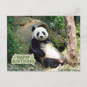 Alles Gute zum Geburtstag Großer Panda Bär Postkarte