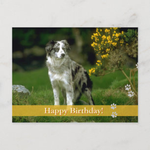 Alles Gute zum Geburtstag! - Hunde Postkarte