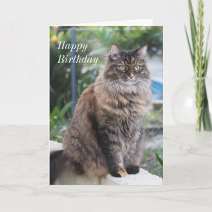Alles Gute zum Geburtstag. Karte mit schönem Katze