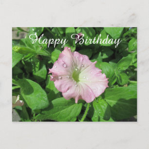 Alles Gute zum Geburtstag Pink Petunia Fotografie Postkarte