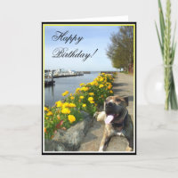 Alles Gute zum Geburtstag Pitbull Grußkarte