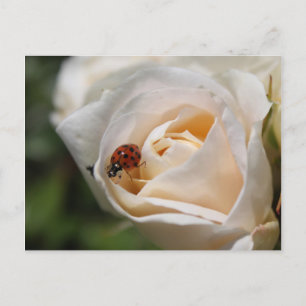 Alles Gute zum Geburtstag. Schöne weiße Rosenblume Postkarte