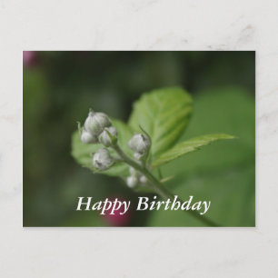 Alles Gute zum Geburtstag, sommerliche Himbeere Bl Postkarte