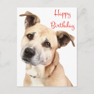 Alles Gute zum Geburtstag Staffordshire Terrier Hu Postkarte