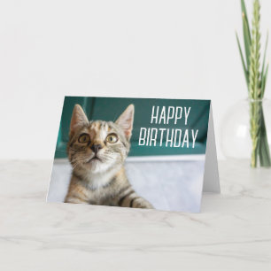 Alles Gute zum Geburtstag   Süße getigerte Katze Karte