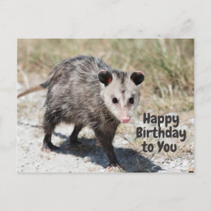 Alles Gute zum Geburtstag Süßes Opossum  Postkarte