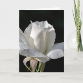 Alles Gute zum Geburtstag - Weiße Rose Karte