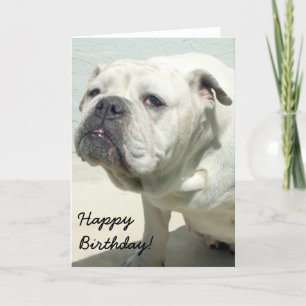 Alles Gute zum Geburtstag Weißer Bulldogge Grußkar Karte