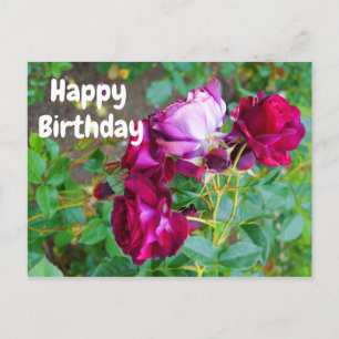 Alles Gute zum Geburtstag Wild Blue Yonder Rose #1 Postkarte