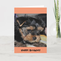 Alles Gute zum Geburtstag! Yorkshire Terrier Grußk