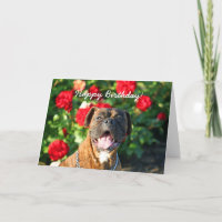 Alles- Gute zum Geburtstagboxerhundegrußkarte