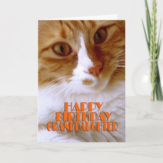 Grumpy Cat Meme Grumpycat Grumpy Cat Spruche Katzen Memes