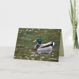 Alles- Gute zum Geburtstagstockenten-Enten-Karte Karte