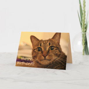 Alles Gute zum Geburtstagtabby-Katzen-Karte Karte