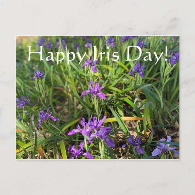 Alles Gute zum Iris Day! Postkarte (Vorderseite)