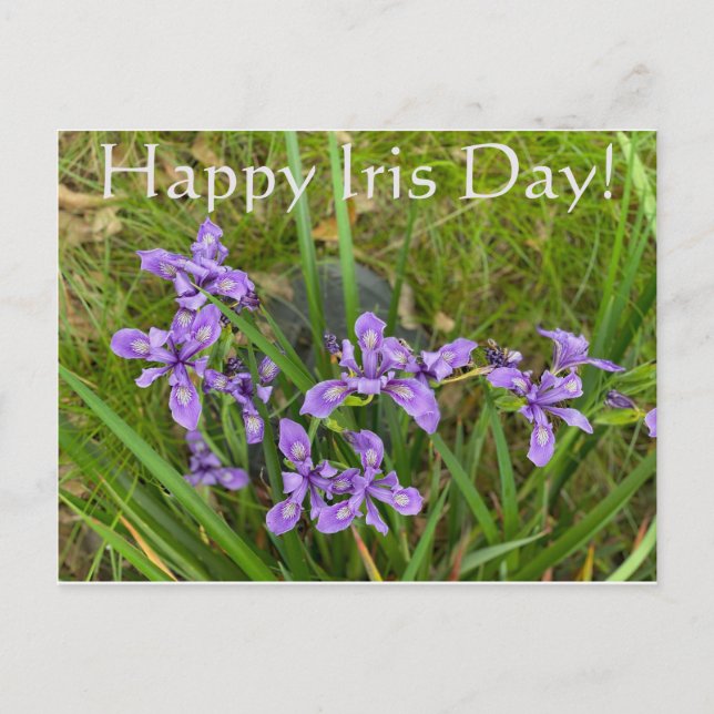 Alles Gute zum Iris Day! Postkarte (Vorderseite)