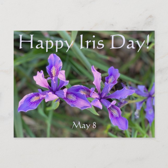 Alles Gute zum Iris Day! Postkarte (Vorderseite)