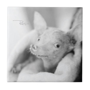 Alles Rosie Keramik-Fliese Fliese