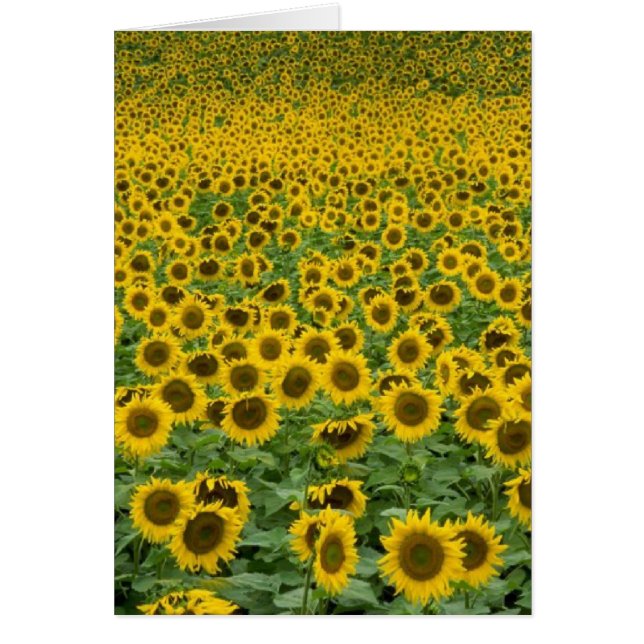 "Alles wird alle rechte" Karte sein (Vorne)