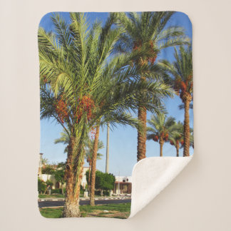 Alley von Dattelpalmen in Sharm El Sheikh Sherpadecke