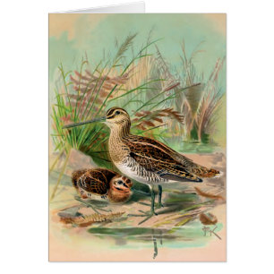 Allgemein jagen Sie Vintagen Vogel-Illustration