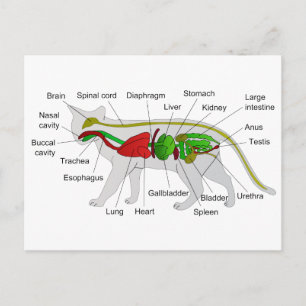 Allgemeine Anatomie eines Katzen Felis Silvestris  Postkarte