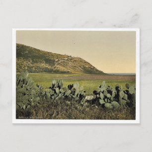 Allgemeine Ansicht, Mount Carmel, Heiliges Land, ( Postkarte