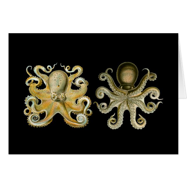 Allgemeine Krake (Vorderseite (Horizontal))