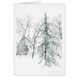 Allgemeiner Garten Bostons