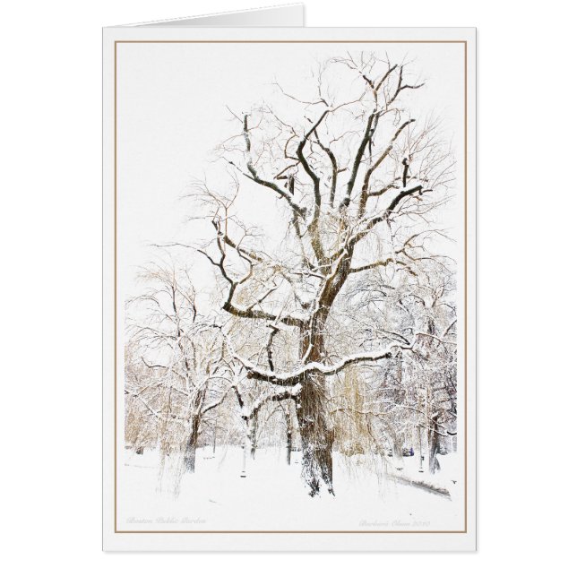 Allgemeiner Garten Bostons (Vorne)