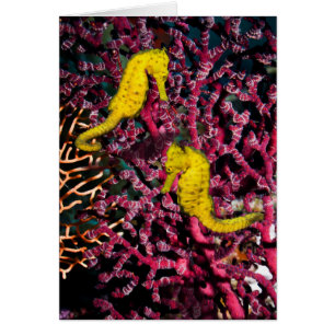 Allgemeiner Hippokamp Taeniopterus des Seepferd