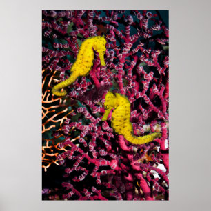 Allgemeiner Hippokamp Taeniopterus des Seepferd Poster