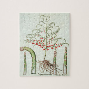 Allgemeiner Spargel in der Blume und in der Puzzle