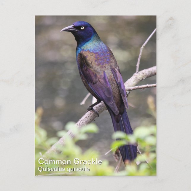 Allgemeines Grackle Postkarte (Vorderseite)