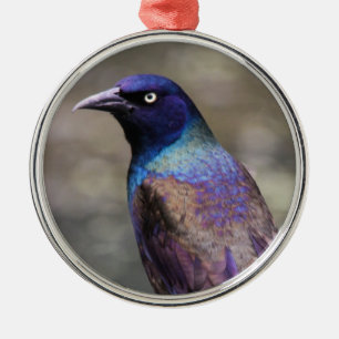 Allgemeines Grackle Silbernes Ornament