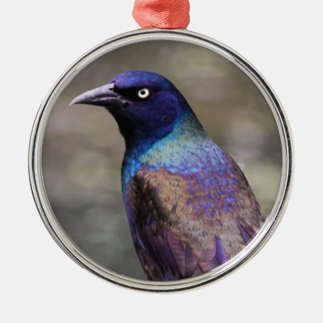 Allgemeines Grackle Silbernes Ornament (Vorne)