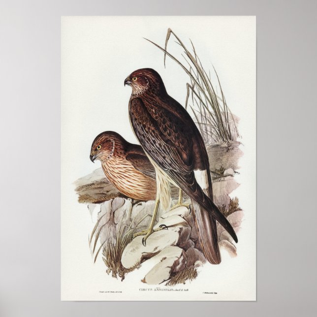 Allied Harrier von Elizabeth Gould Poster (Vorne)