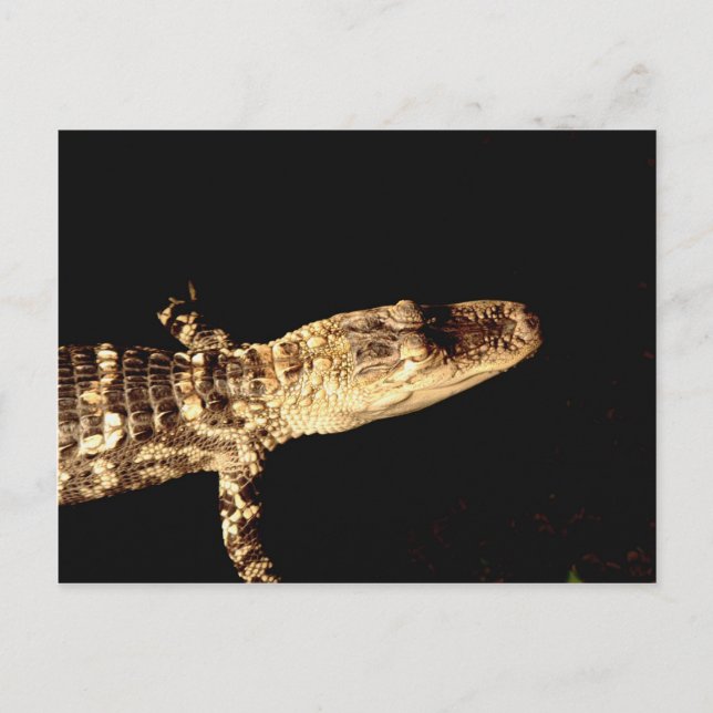 Alligator #1 postkarte (Vorderseite)