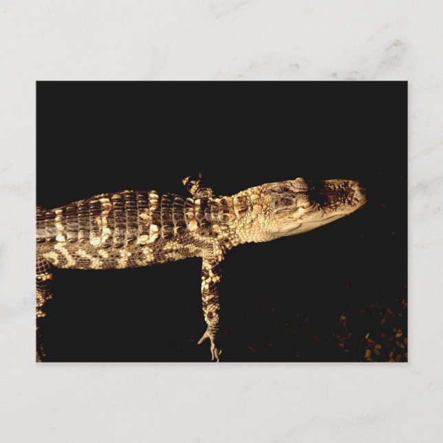 Alligator #3 postkarte (Vorderseite)