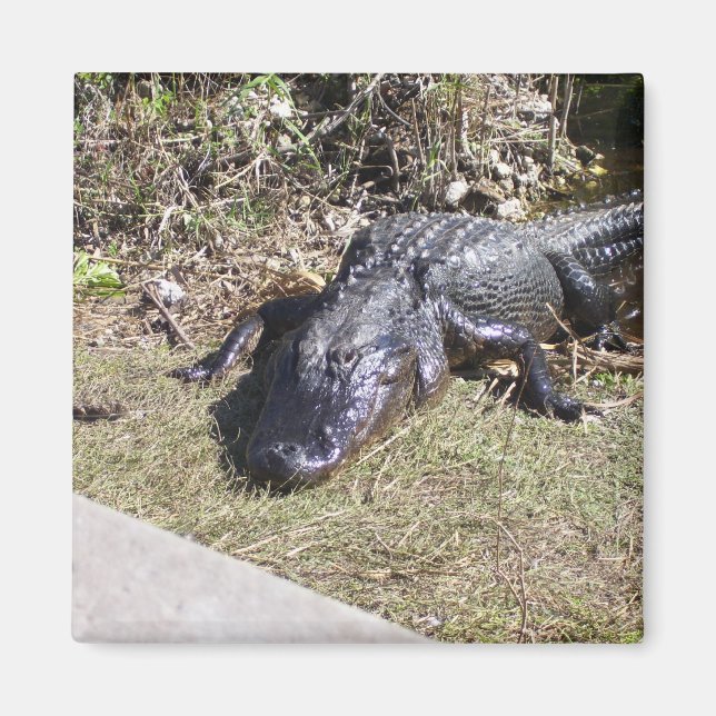 Alligator an den Everglades Magnet (Vorne)