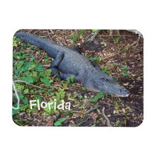 Alligator an Land Magnet