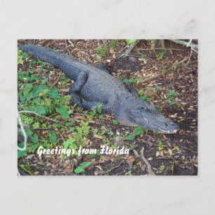 Alligator an Land Postkarte