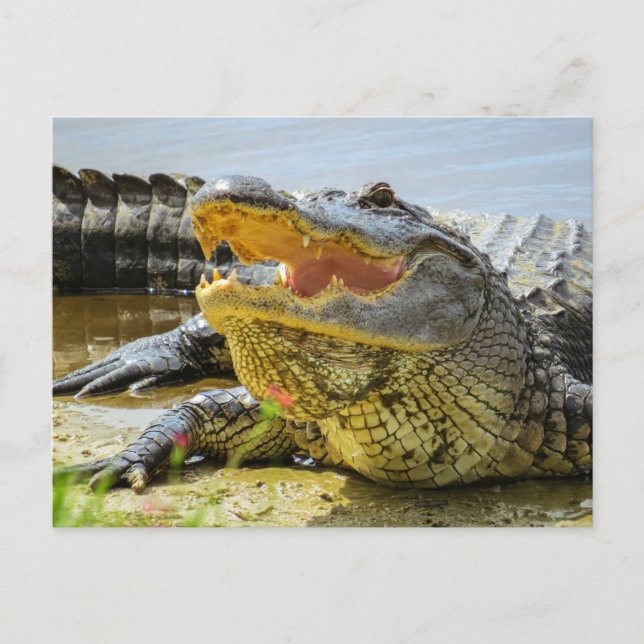 Alligator. Angesicht Postkarte (Vorderseite)