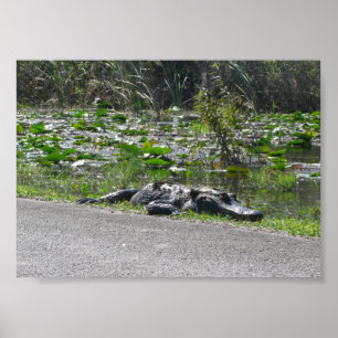 Alligator auf Alligator Alley, Fl Poster
