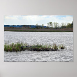 Alligator auf Bäreninsel, South Carolina Poster