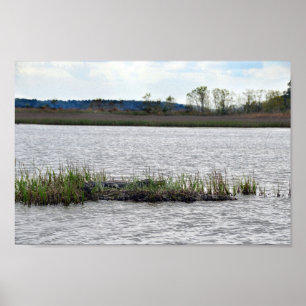 Alligator auf Bäreninsel, South Carolina Poster