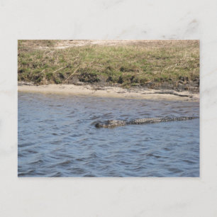 Alligator auf der Wasserpostkarte Postkarte