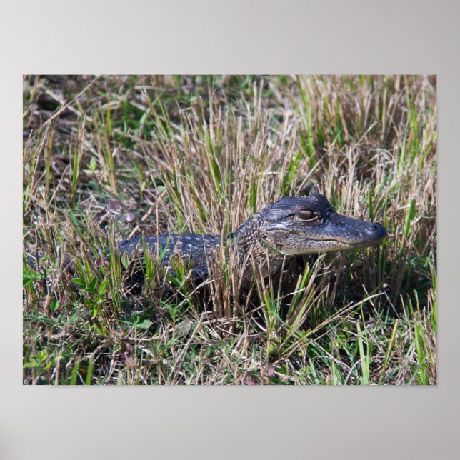 Alligator Baby Grass Florida Poster (Vorne)
